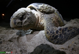 شیخ‌نشین‌ها به دنبال خرید تخم لاک‌پشت‌های سواحل ایران / وجود منطقه حفاظت شده برای لاک‌پشت‌ها در جزیره کیش