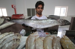 سالانه حدود ۲ هزار تن ماهی در سواحل کیش صید می‌شود