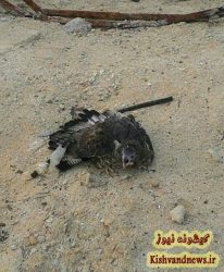 عقاب زخمی محیط زیست