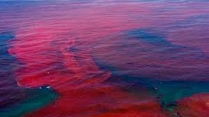 علت آلودگی دریا کشند قرمز بود + فیلم