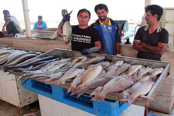 بازار ماهی کیش؛ ماهی نیست بجز سیباس!