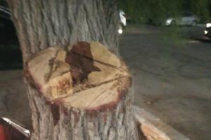 ممنوعیت هرس غیر اصولی و قطع درختان به صورت غیر مجاز