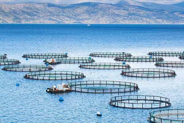 بندرلنگه؛ قطب اصلی پرورش ماهی در قفس کشور