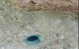 شناسایی گونه ای کمیاب از ژله ماهی شناسایی گونه ای کمیاب از ژله ماهی