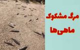 پاسخ محیط زیست در رابطه با مرگ ماهیها؛ آب آلوده نیست/ احتمالاً ماهی فاسد شده صیادان است پاسخ محیط زیست در رابطه با مرگ ماهیها؛ آب آلوده نیست/ احتمالاً ماهی فاسد شده صیادان است