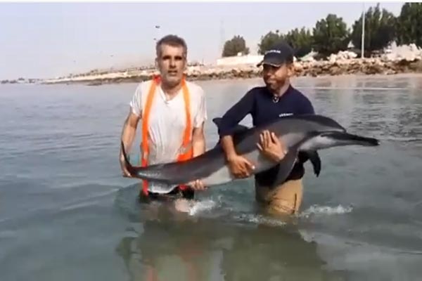 فیلم | نجات دلفین‌ مادر و بچه به گِل نشسته