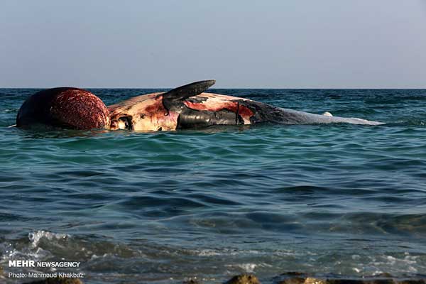 این آب‌ها دیگر برای نهنگ‌ها امن نیست/ لاشه دومین نهنگ در ساحل کیش آرام گرفت + تصاویر