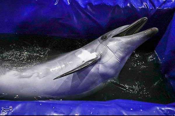 انتقال تنها دلفین برج میلاد به کیش/ «کاسیا» پس از سفر ۴۰ساعته وضعیت مناسبی دارد