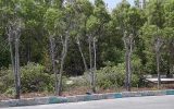 کنوکارپوس؛ درختان همیشه سبزی که تهدید زیر ساختهای شهری شدند کنوکارپوس؛ درختان همیشه سبزی که تهدید زیر ساختهای شهری شدند