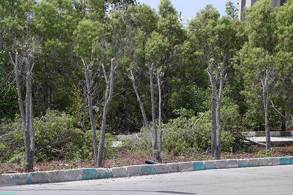 کنوکارپوس؛ درختان همیشه سبزی که تهدید زیر ساخت‌های شهری شدند