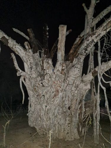 افراد  ناشناس سال ۱۴۰۰ پای درخت سبز گازوئیل ریختند