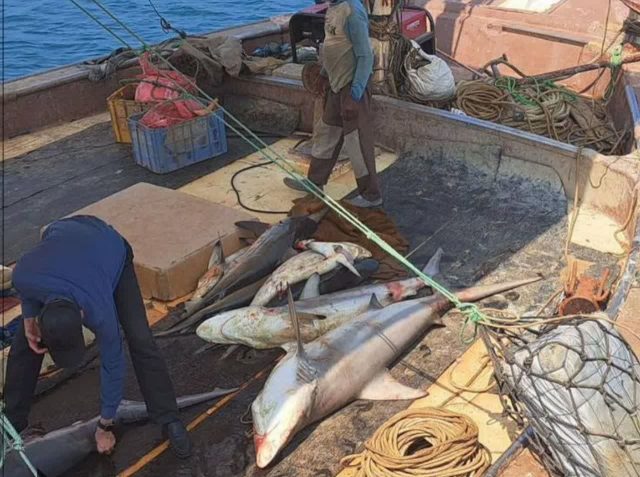 توقيف ۲۶ فروند شناور صيادي غير مجاز در آبهاي كيش