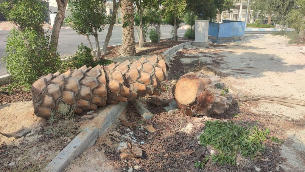 نخل کُشی در کیش/ جان چهارصد نفر دیگر در خطر است +فیلم